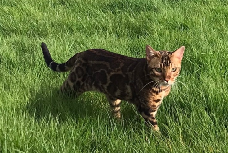 Vermisstmeldung Katze Männliche , 2 jahre Saint-Florent Frankreich Vermisstmeldung Katze Männliche , 2 jahre Saint-Florent Frankreich