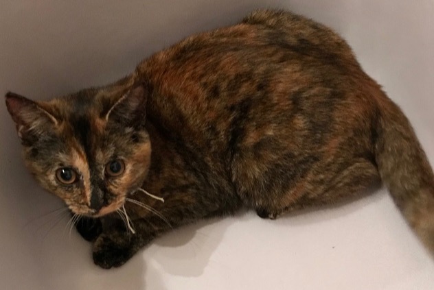 Chat Perdu A Chalette Sur Loing Loiret