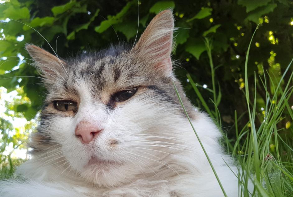 Alerte Disparition Chat  Mâle , 12 ans Orléans France