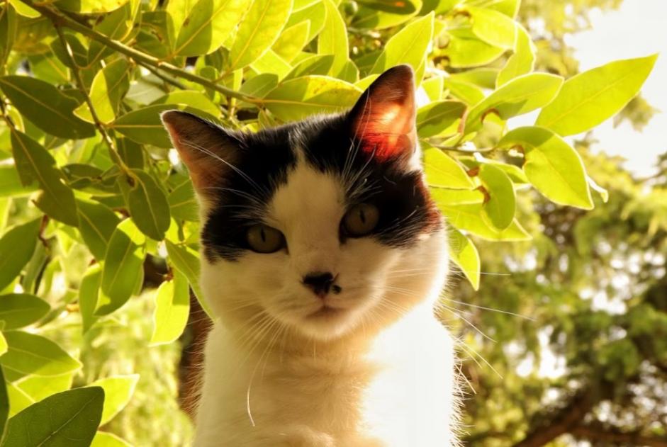 Alerte Disparition Chat Femelle , 9 ans Orléans France Alerte Disparition Chat Femelle , 9 ans Orléans France