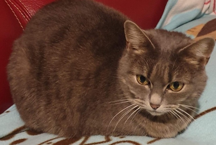 Alerte Disparition Chat Femelle , 11 ans La Chapelle-Saint-Mesmin France Alerte Disparition Chat Femelle , 11 ans La Chapelle-Saint-Mesmin France