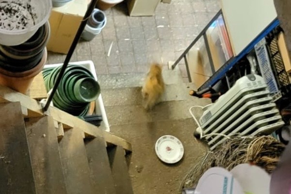 Alerte Découverte Chat Inconnu Orléans France Alerte Découverte Chat Inconnu Orléans France