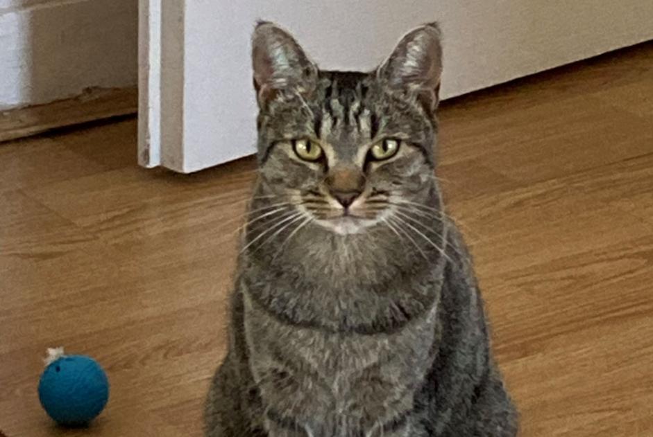 Alerte Disparition Chat croisement  Femelle , 3 ans Orléans France