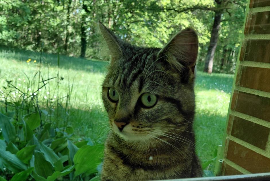 Alerte Découverte Chat croisement  Mâle Ménestreau-en-Villette France