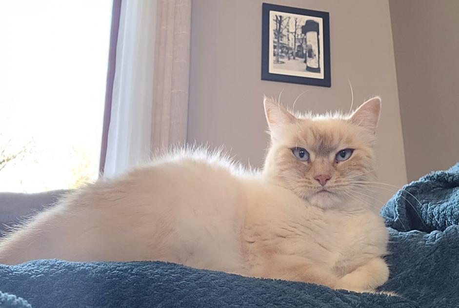 Alerte Disparition Chat Femelle , 7 ans Mareau-aux-Bois France