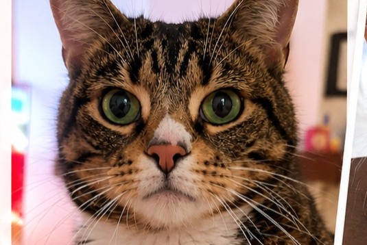 Alerte Disparition Chat croisement Mâle , 7 ans Dry France Alerte Disparition Chat croisement Mâle , 7 ans Dry France