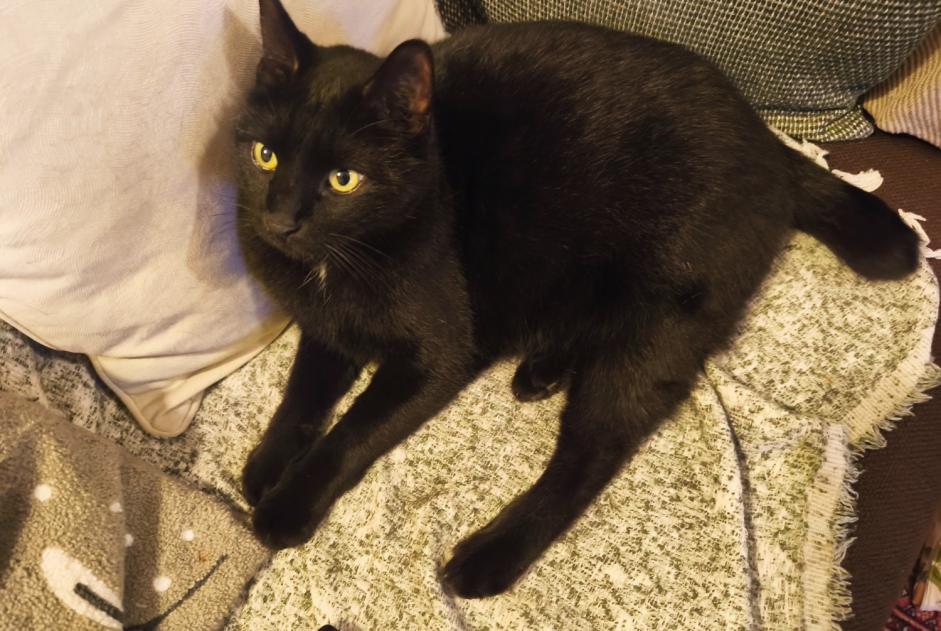 Alerte Disparition Chat Mâle , 9 ans Orléans France