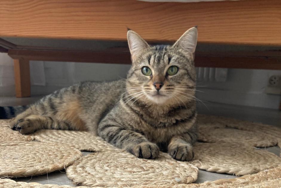 Alerta desaparecimento Gato Fêmea , 3 anos Montargis France Alerta desaparecimento Gato Fêmea , 3 anos Montargis France