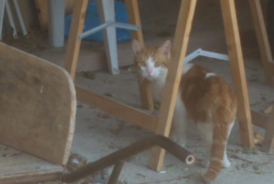 Alerta desaparecimento Gato Macho , 2 anos Préfontaines France Alerta desaparecimento Gato Macho , 2 anos Préfontaines France