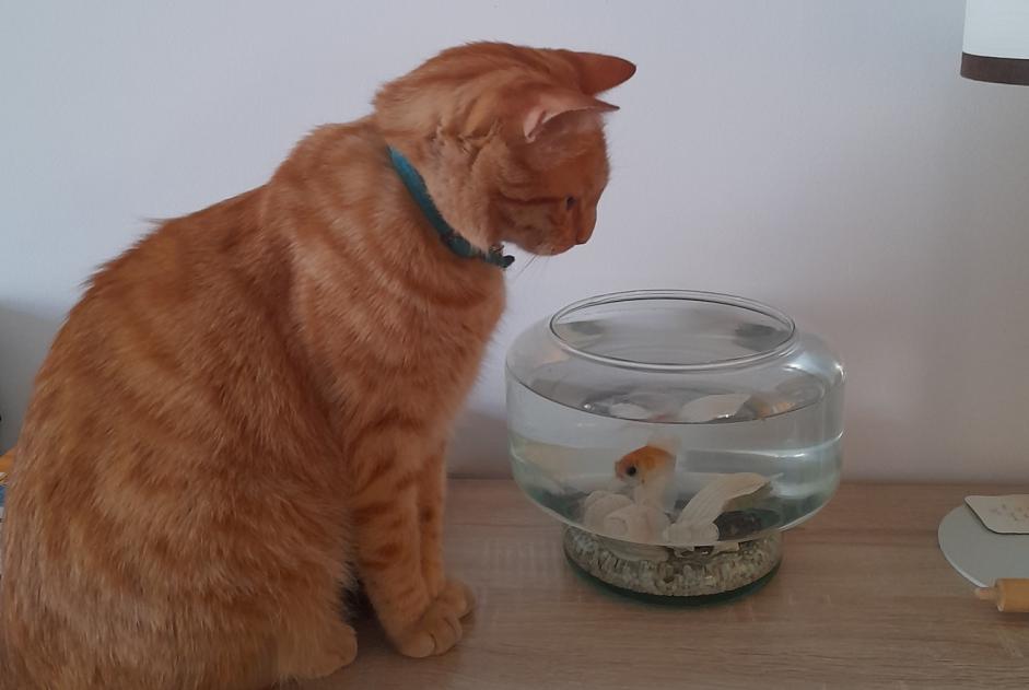 Alerta desaparecimento Gato Macho , 6 anos Orléans France Alerta desaparecimento Gato Macho , 6 anos Orléans France