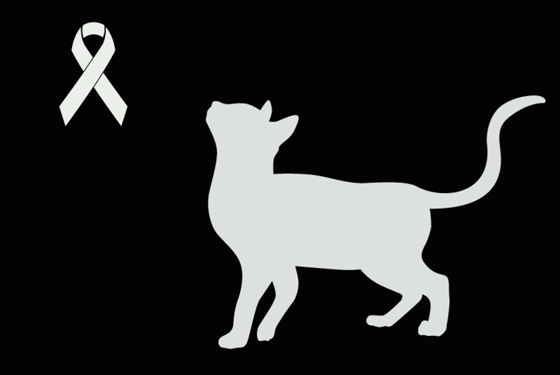 Alerta descoberta Gato cruzamento  Desconhecido , Entre 1 e 3 meses Mardié France