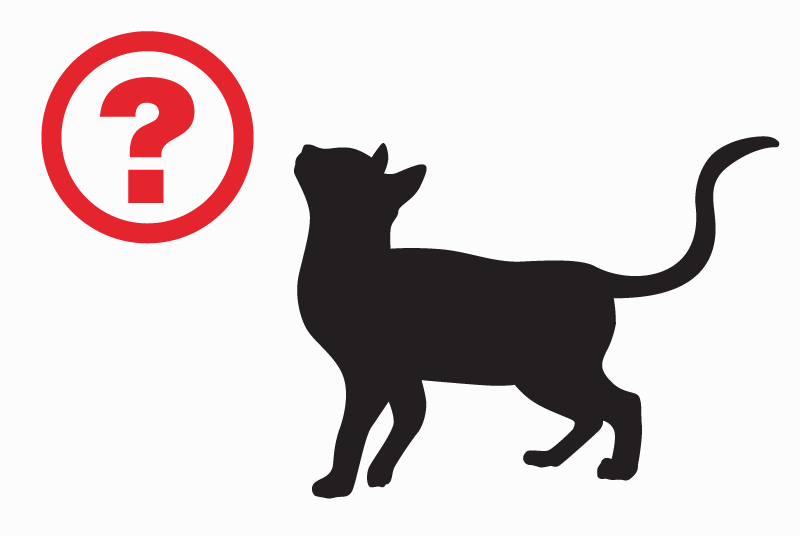 Alerta descoberta Gato cruzamento  Fêmea Gien France
